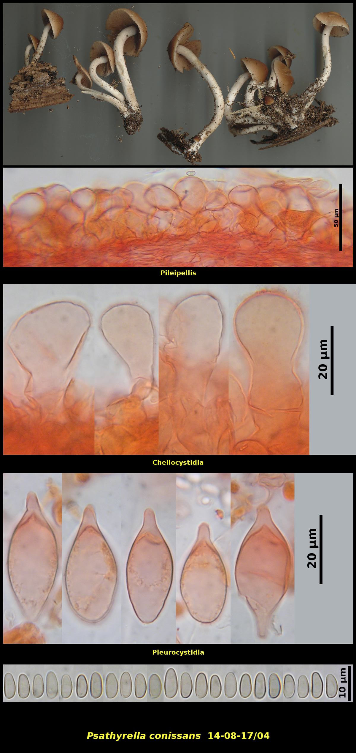 Picture of <i>Psathyrella conissans</i>